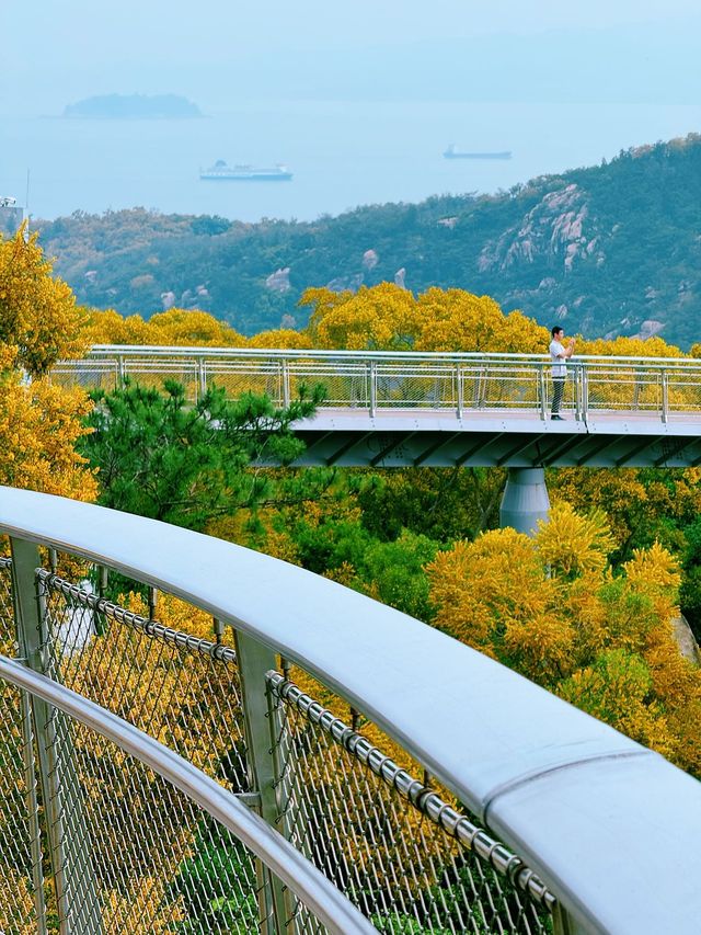 廈門健康步道林海線-五月必看的相思樹花海