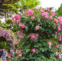 🌺 Exploring the Beauty of Fuxing Park in May 🌿