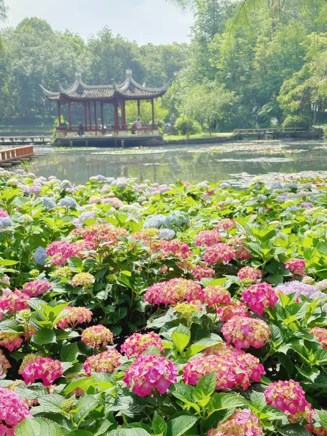 Report! The hydrangeas at Wuhan Botanical Garden are in full bloom now!