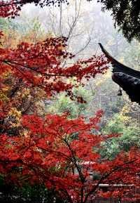 夏日納涼好去處:人少景美清涼山