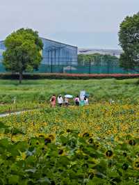夏日醉美向日葵~蘇州灣體育公園