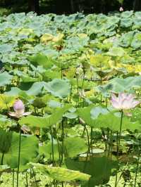 夏日來東莞 總要去嶺南美術館看一看吧