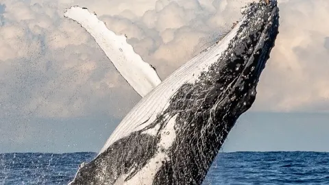 🌟 Sydney's Spectacular Sights: Opera, Whales, and Sails 🌟 — traveler post in Huskisson