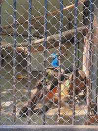 【中山公園】有中式庭院+動物園+相親角，得閒來逛逛吧