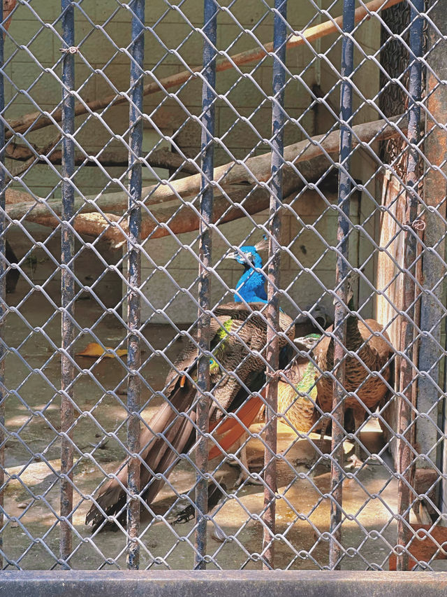 【中山公園】有中式庭院+動物園+相親角，得閒來逛逛吧