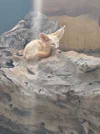 昆明圓通山動物園