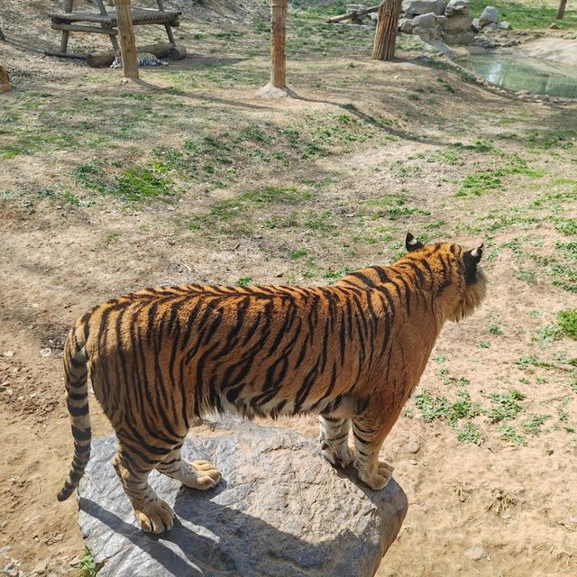 濟南野生動物世界｜與大自然的奇妙約會。