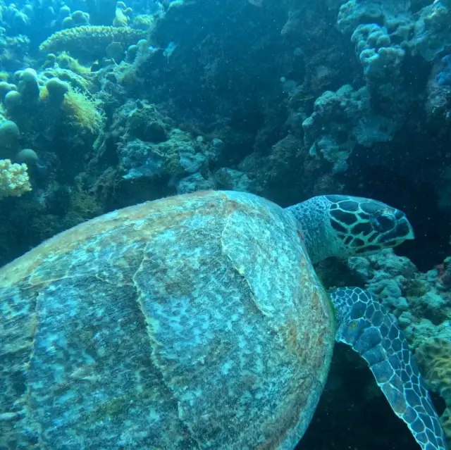 在 Doljo 海灘的海底世界