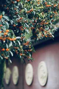 十月份的成都｜滿城盡帶桂花香。