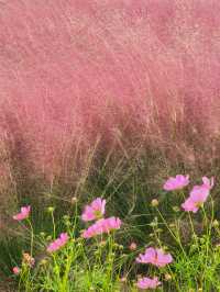 上海濱江公園：粉色浪漫花海等你來。