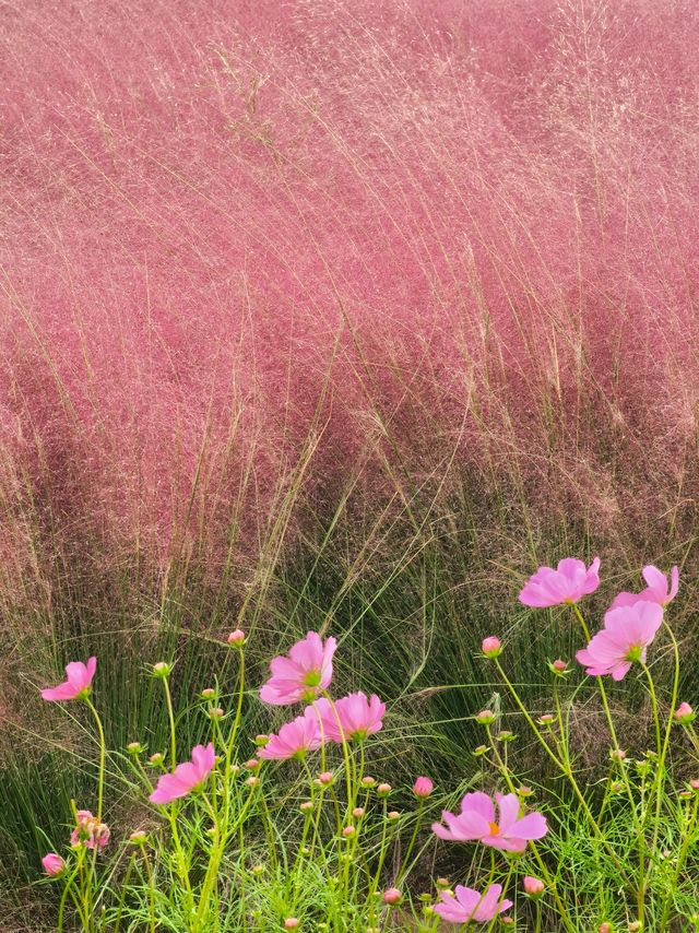 上海濱江公園：粉色浪漫花海等你來。