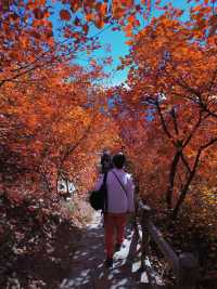 反正我是瘋了！坡峰嶺紅葉如灼！。