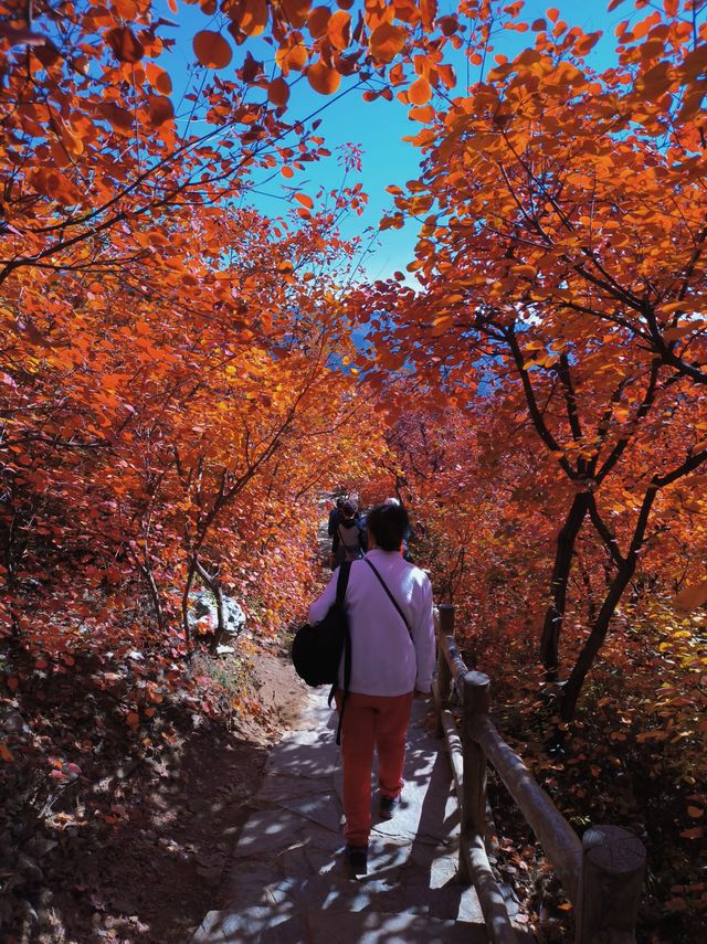 反正我是瘋了！坡峰嶺紅葉如灼！。