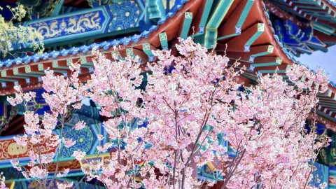 벚꽃 풍경구. — traveler post in 빈저우