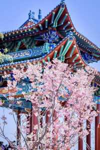 櫻花風景區。