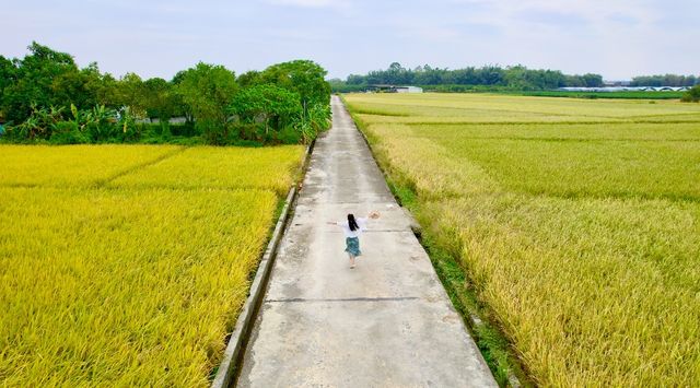 江門聖堂的稻花香。