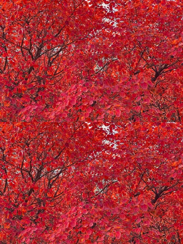 11月7日實況：五彩淺山到了最佳賞秋期。