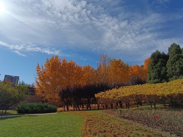 北小河公園的秋天。