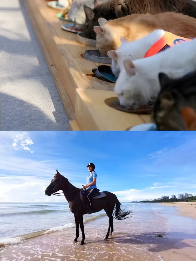 深藏青島山海的寶藏民宿，獨門獨院太愜意了。