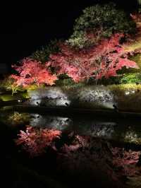 Kyoto Night Maple Viewing - Toji Temple is Stunning!