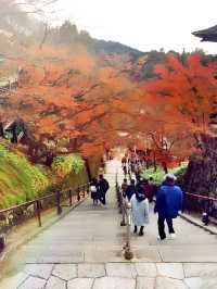 日本京都，清水寺秋日紅楓惹人醉。