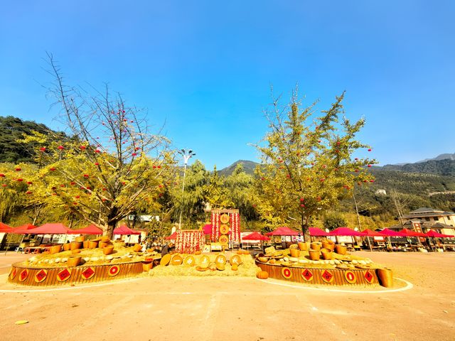 深秋走進桐子坳，滿山盡帶黃金甲。