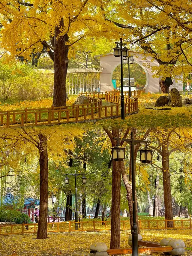 陶然亭公園｜京城秋韻寶藏地！