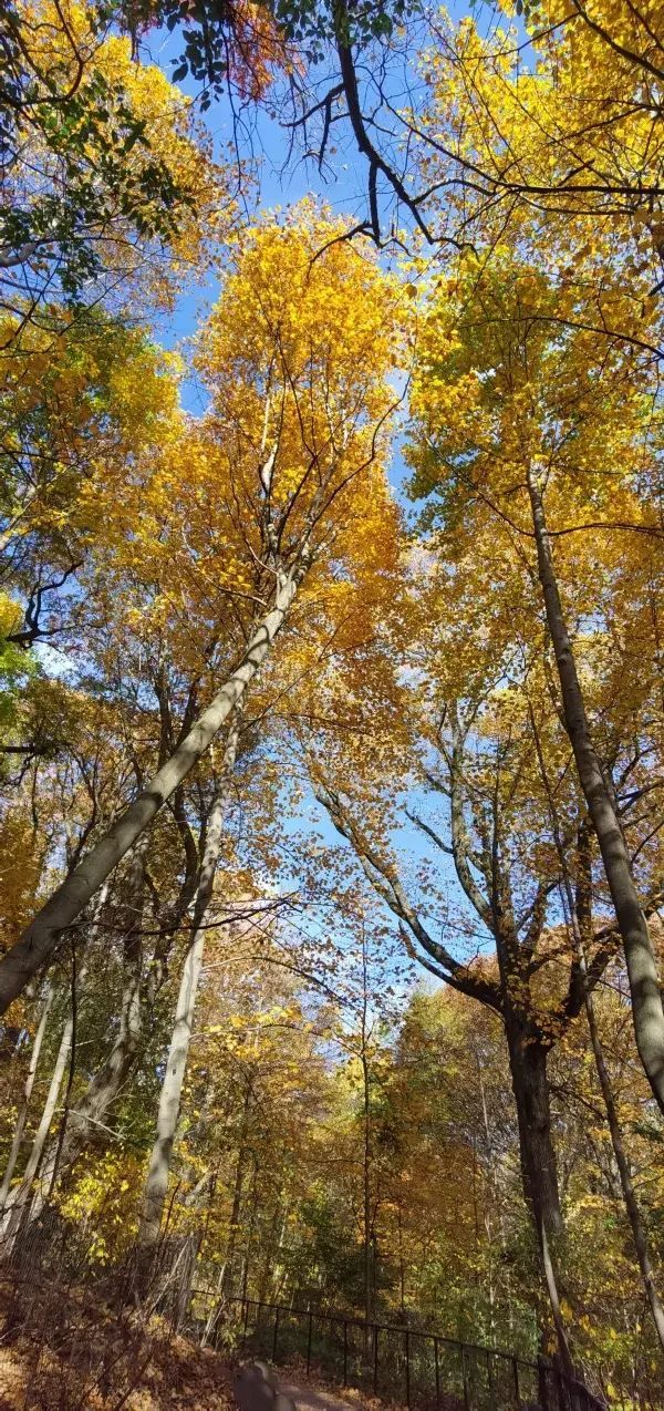 Autumn in a fairy tale! New York · Prospect Park!! 