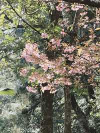 大理無量山滿是粉色花海。