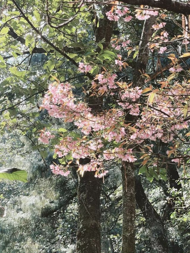 大理無量山滿是粉色花海。