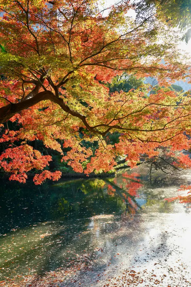 東京の紅葉狩り|残り4日間、この美しい日本庭園には紅葉だけでなく
