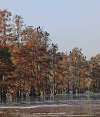 南京池杉湖濕地公園～最佳觀賞路線
