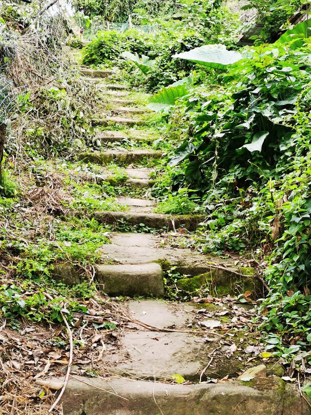 重訪貢井艾葉沙塘半島