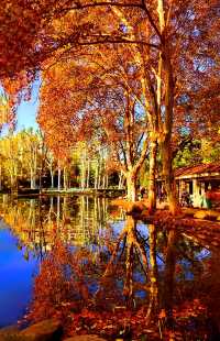 深秋的武漢解放公園——紅得發紫