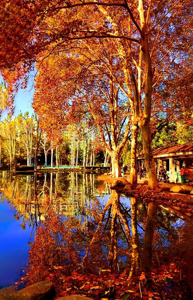 深秋的武漢解放公園——紅得發紫