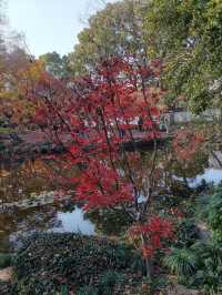 嘉定秋霞圃賞紅葉