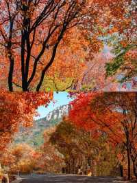 濟南紅葉谷，秋日裡的浪漫童話