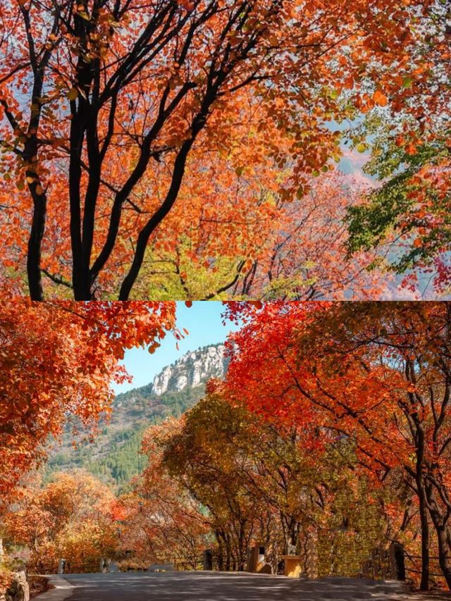 濟南紅葉谷，秋日裡的浪漫童話