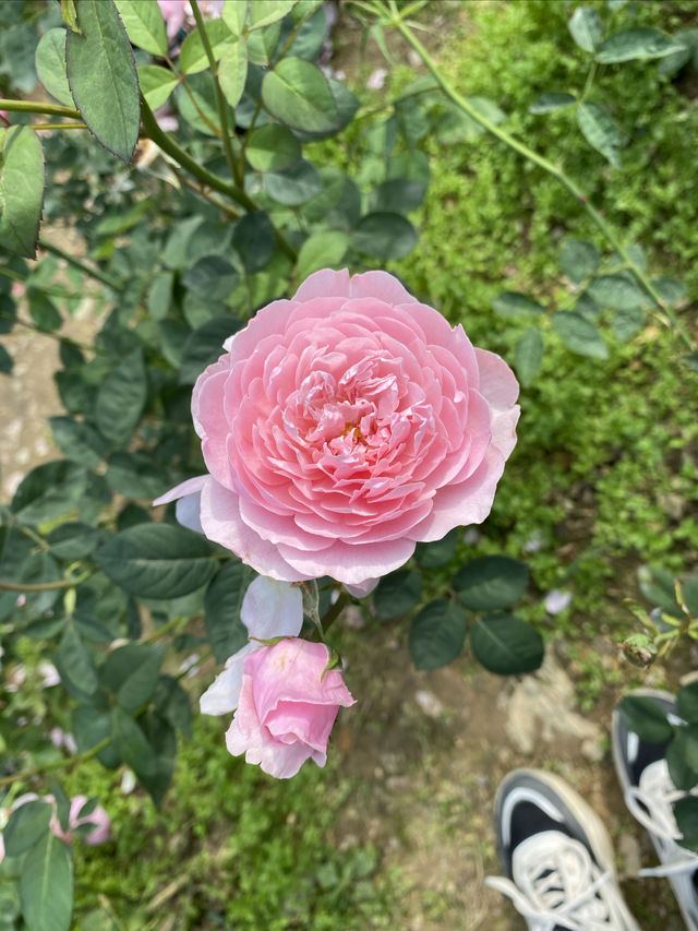 在貴州黔南，我發現了一個宮崎駿的童話世界