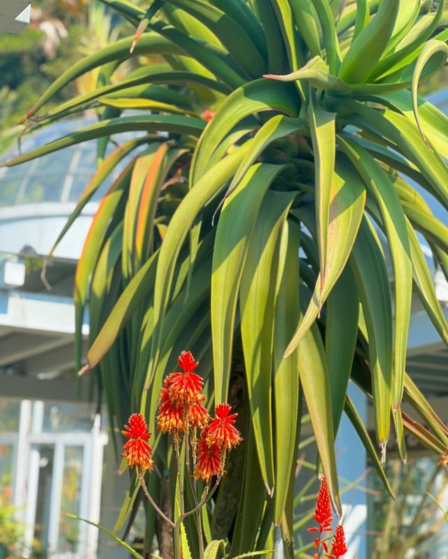 深圳仙湖植物園 | 一場奇幻的自然之旅