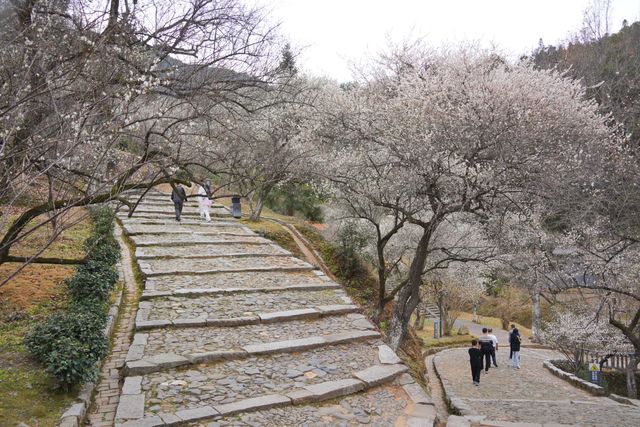 古驛道賞梅