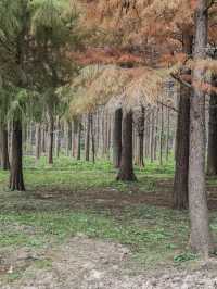 休閒好去處青西郊野公園