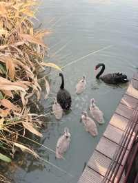 市區公園裏藏了個動物園！這也太超前了吧！