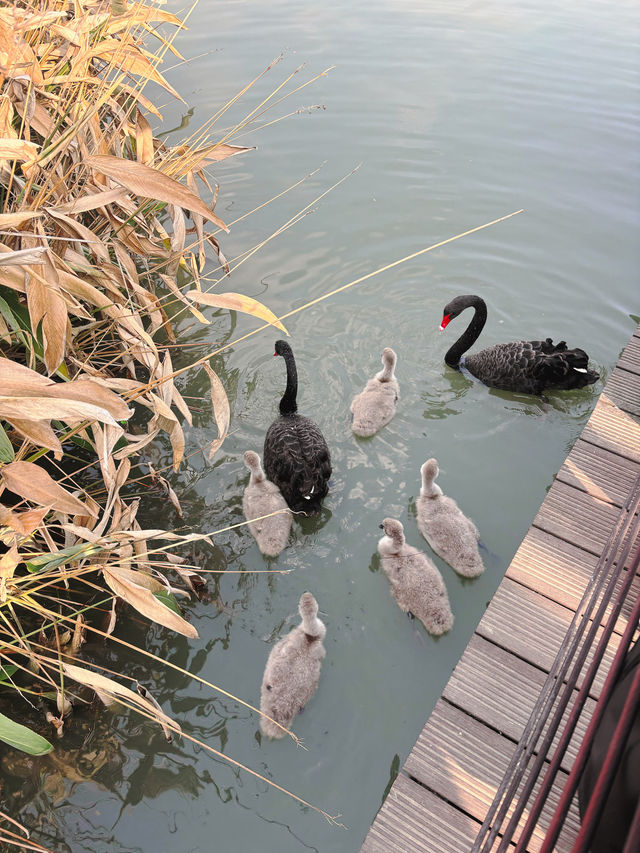 市區公園裏藏了個動物園！這也太超前了吧！
