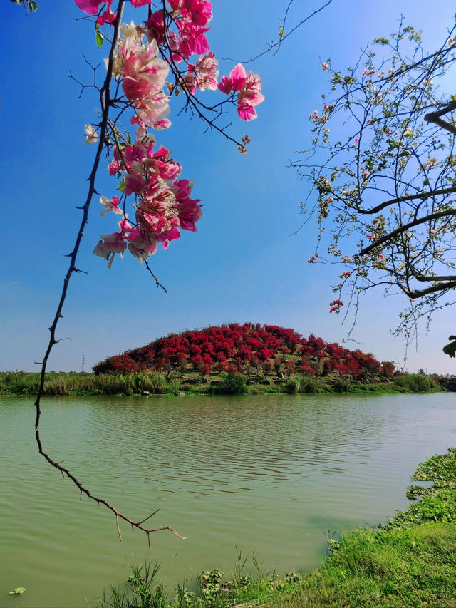 陵水南灣花鎮