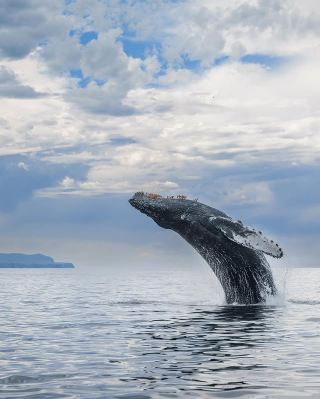 Whale Watching in Eden, Australia - A Magical Experience of Close Encounters with Giant Whales