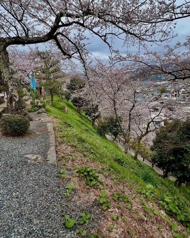 赴一場丸岡城的春日之約