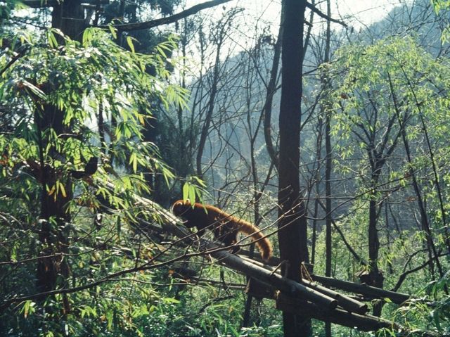 Chengdu Beyond Pandas: Hidden Gems You Can’t Miss!