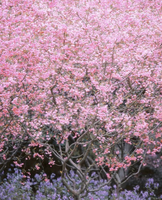 比起櫻花，南京這個免費公園才是春日天花板