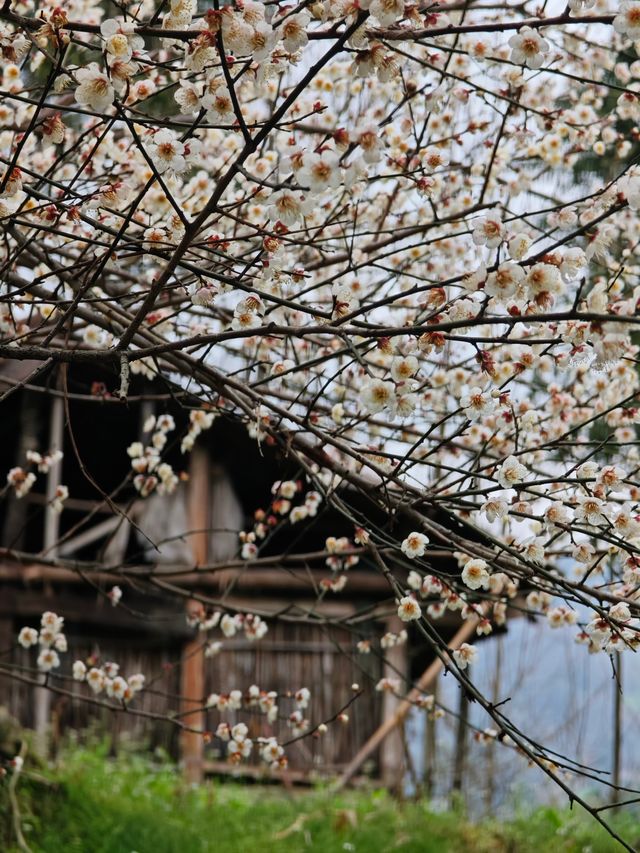 漫山遍野嘅青梅花，小眾遠足路線get